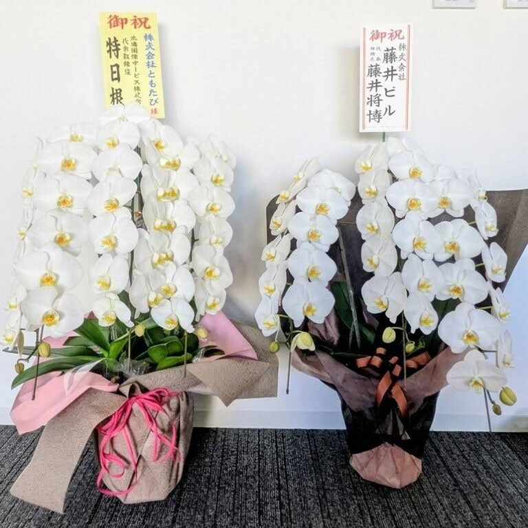 移転祝いの胡蝶蘭